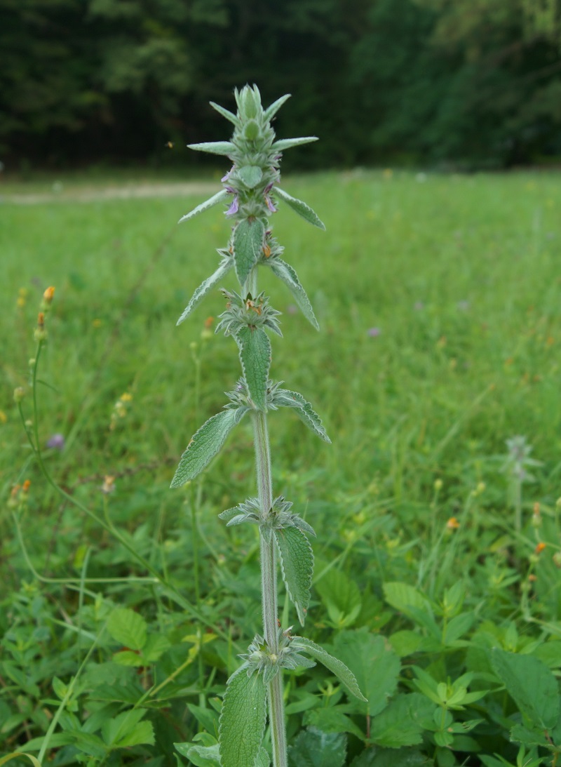 Image of Stachys germanica specimen.