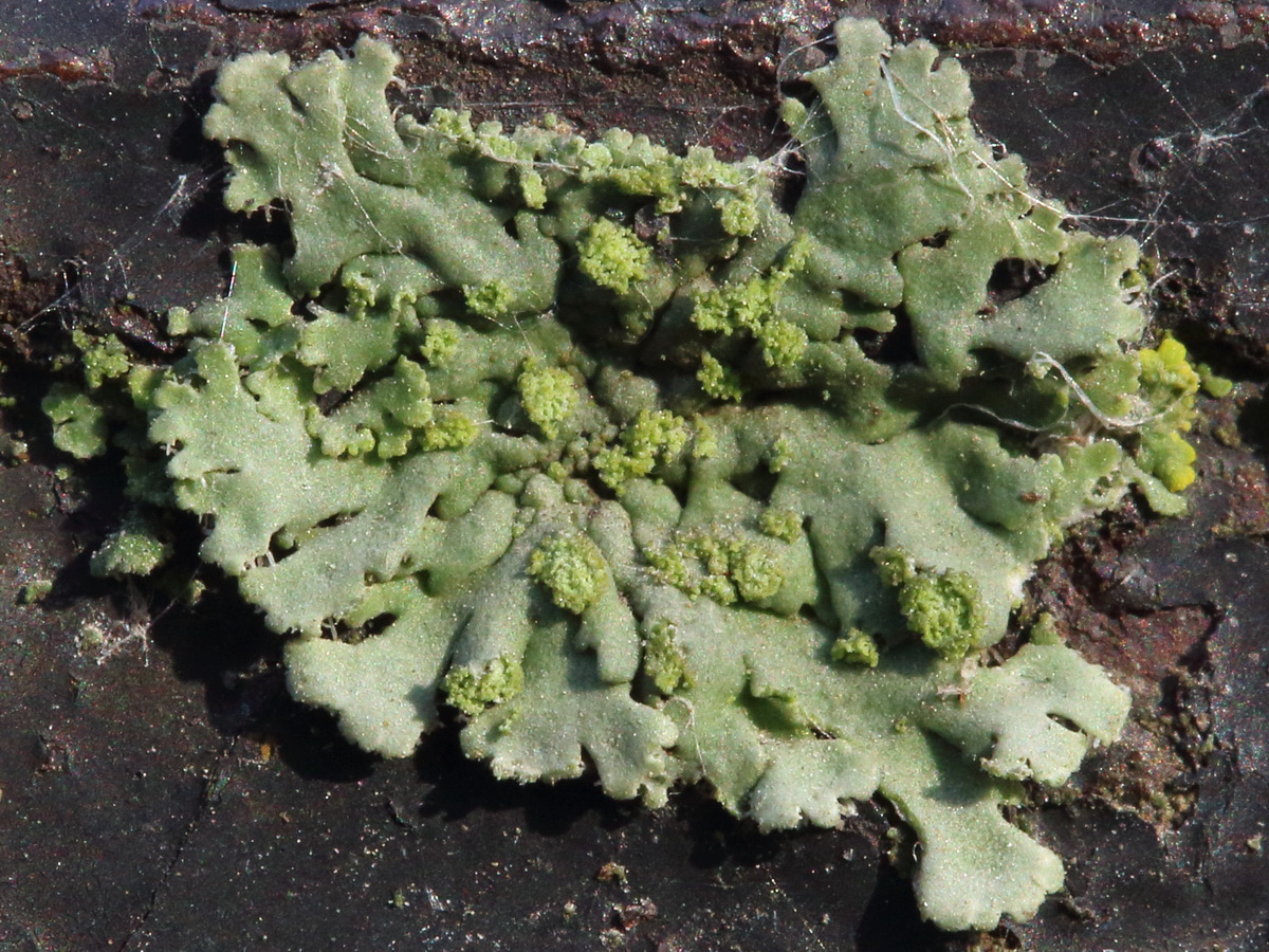 Image of Phaeophyscia orbicularis specimen.