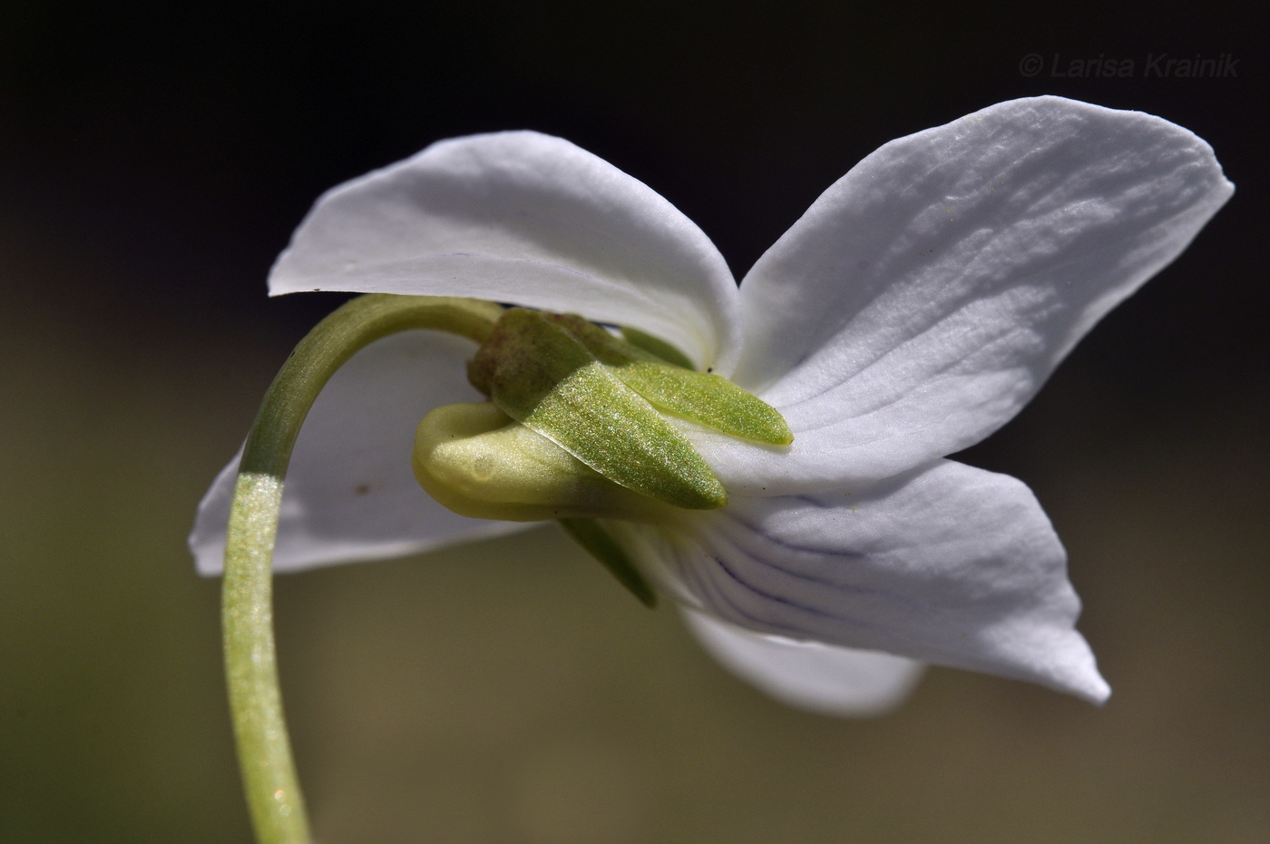 Изображение особи Viola patrinii.