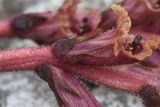 Orobanche campanulae