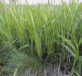 Acorus calamus