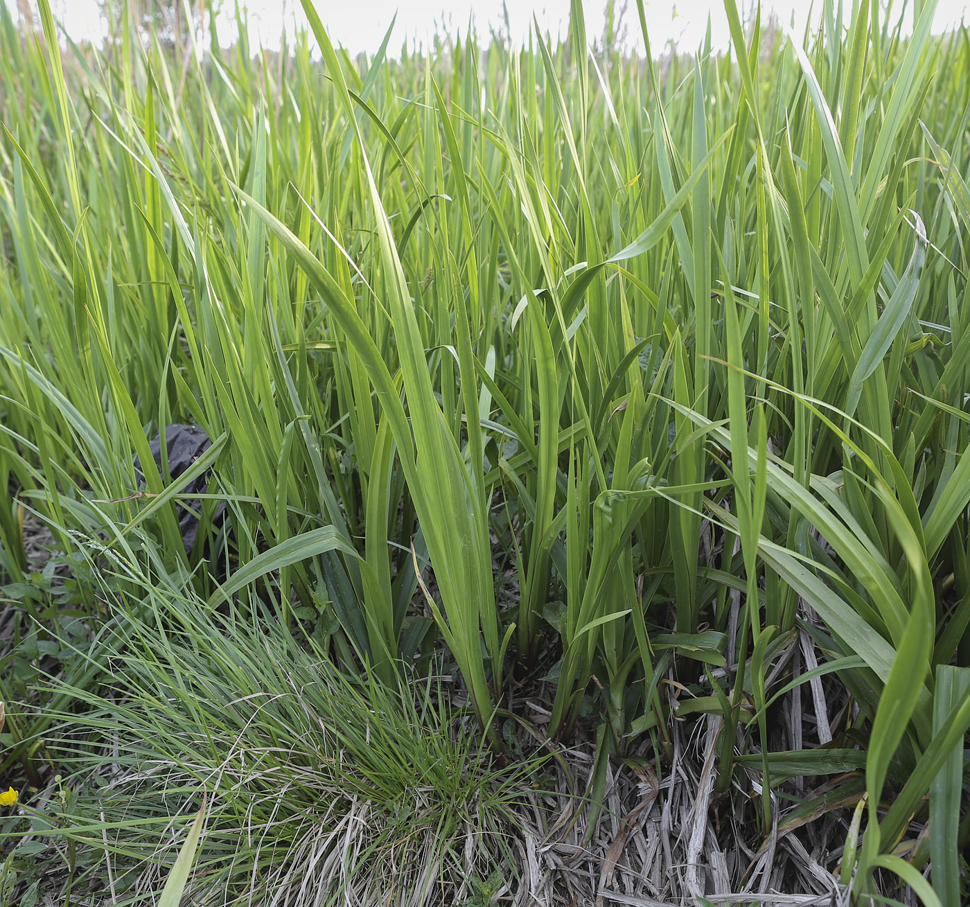 Image of Acorus calamus specimen.