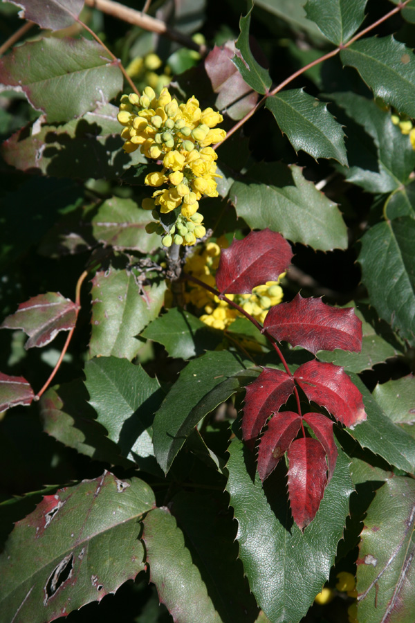 Изображение особи Mahonia aquifolium.
