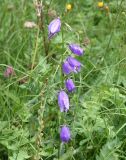 Campanula rapunculoides