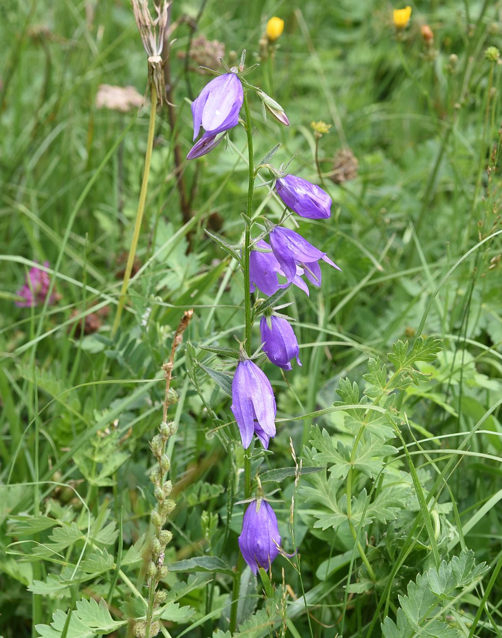 Image of Campanula rapunculoides specimen.