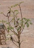 Moringa oleifera. Верхушка цветущего растения с сидящими воробьями. Египет, мухафаза Асуан, храмовый комплекс Абу-Симбел, в культуре. 04.05.2023.