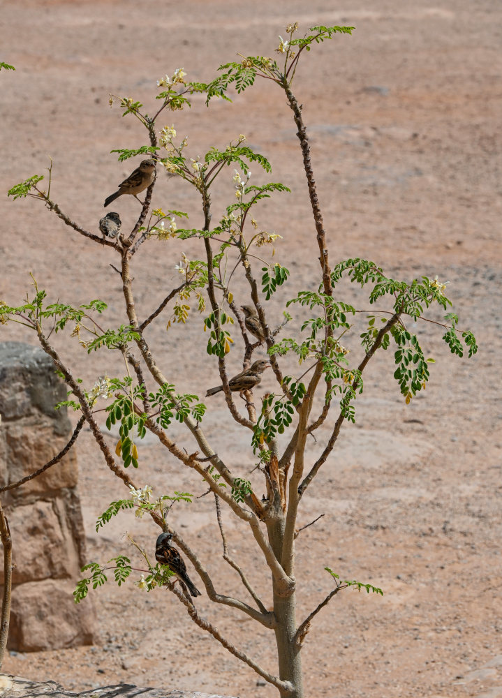 Image of Moringa oleifera specimen.