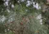 genus Casuarina. Верхушка ветви с плодами (?). Марокко, обл. Драа - Тафилалет, г. Варзазат, в культуре. 01.01.2023.