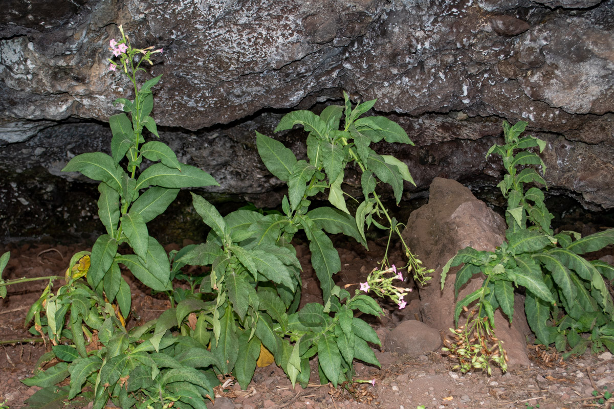 Изображение особи Nicotiana tabacum.