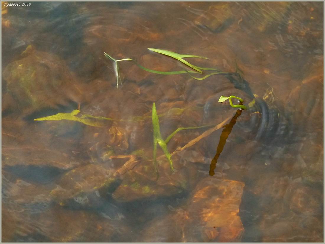 Image of Sagittaria sagittifolia specimen.