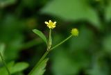 Ranunculus quelpaertensis. Верхушки побегов с цветком и завязью. Курильские о-ва, о-в Кунашир, берег оз. Лагунное, опушка лиственного леса. 18.08.2022.