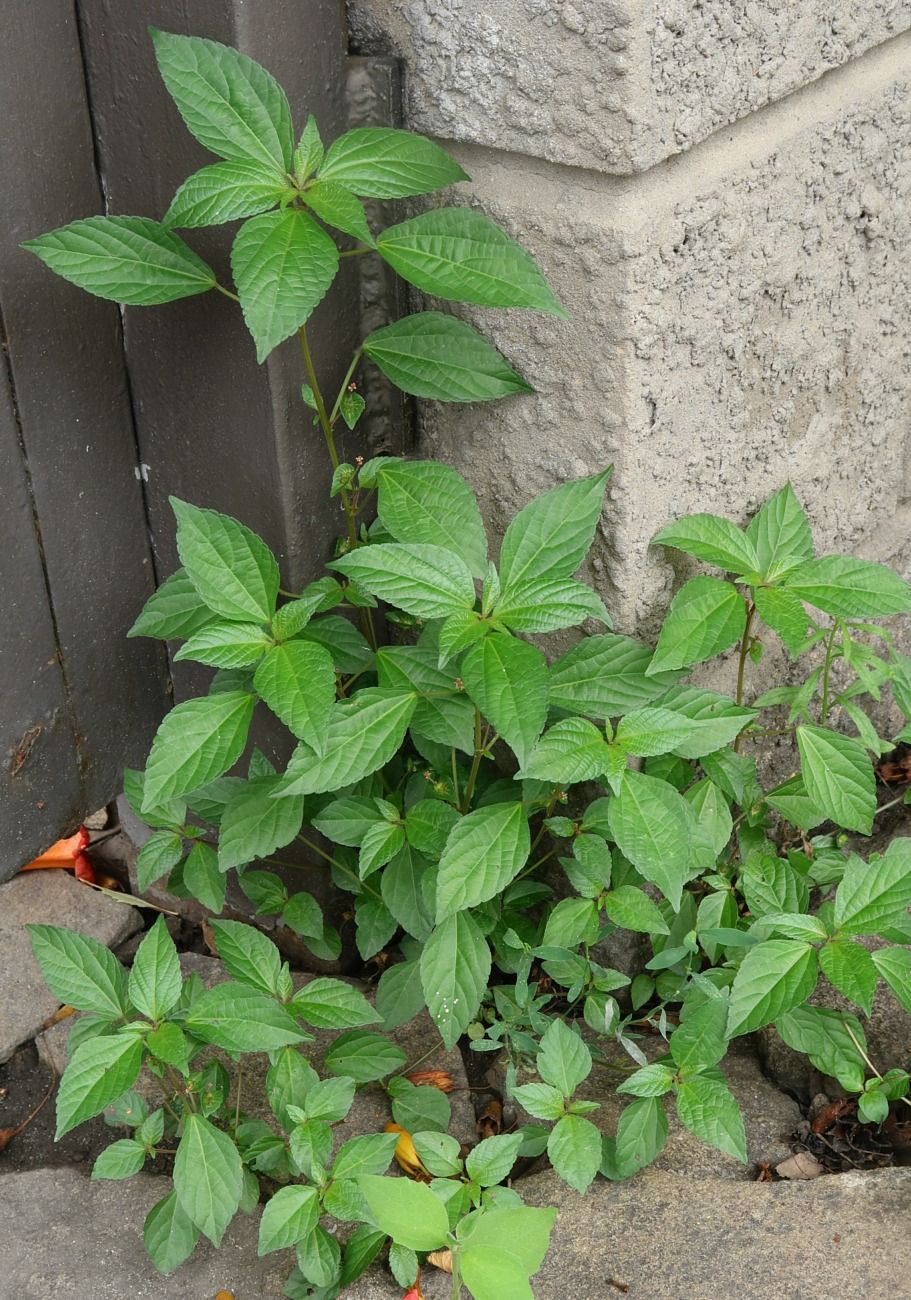 Изображение особи Acalypha australis.