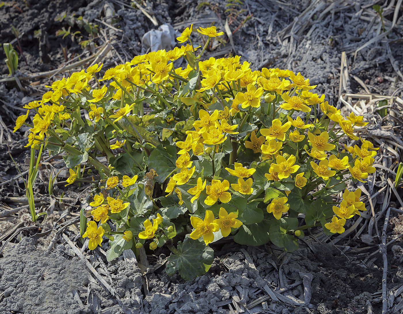 Изображение особи Caltha palustris.