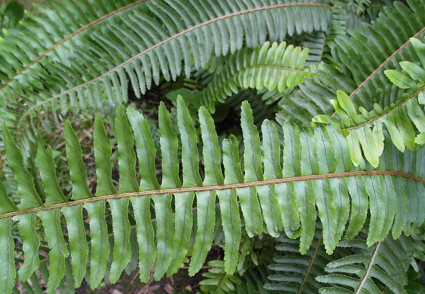 Image of genus Nephrolepis specimen.