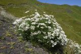 Achillea ptarmicifolia. Цветущее растение. Чечня, Шаройский р-н, юго-восточный склон горы Чархунышкорт, выс. 2450 м н.у.м, край старой дороги. 7 августа 2023 г.