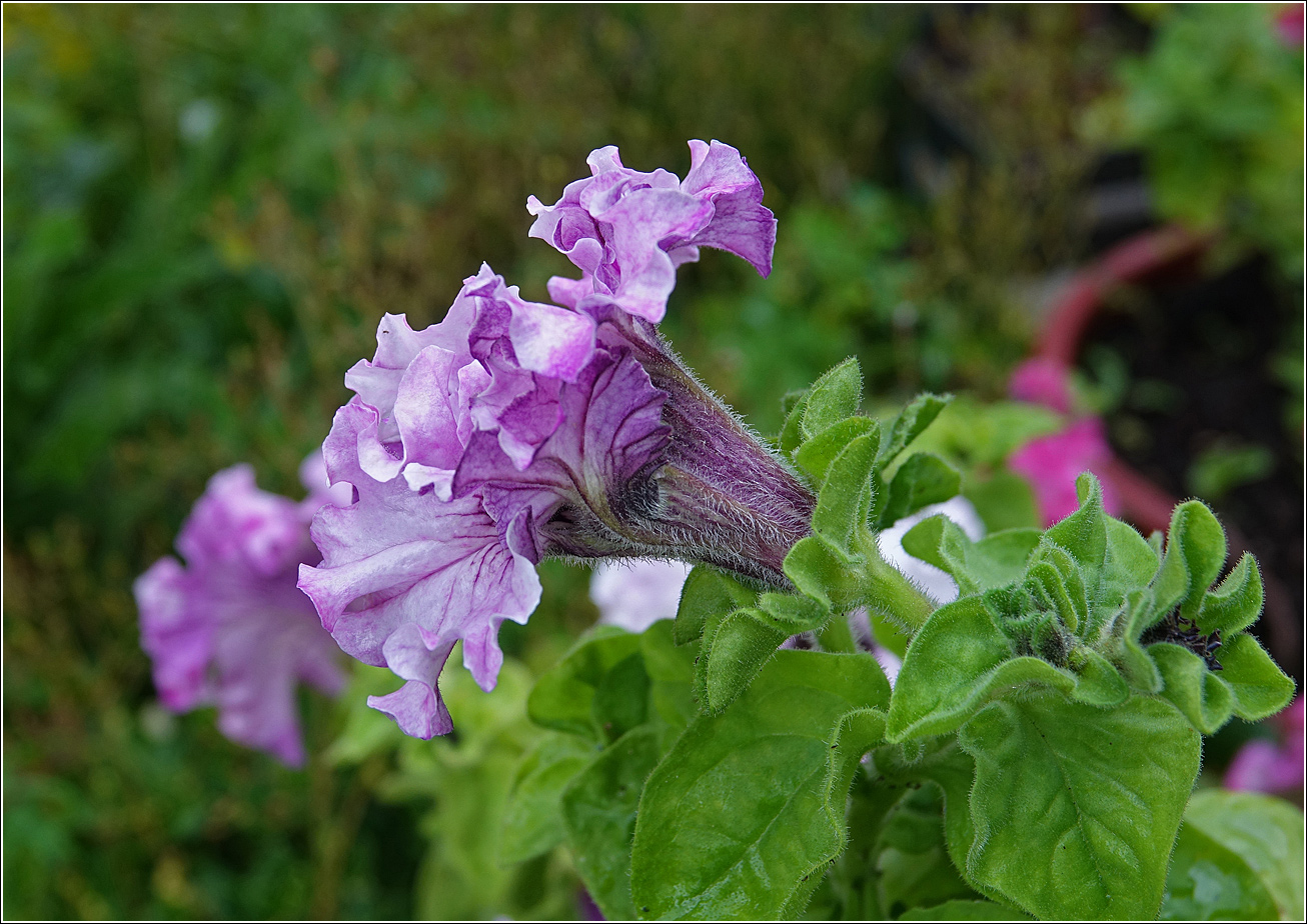 Image of Petunia &times; hybrida specimen.