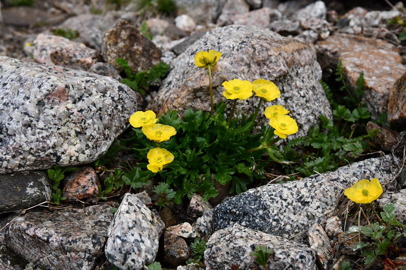 Изображение особи Ranunculus transiliensis.