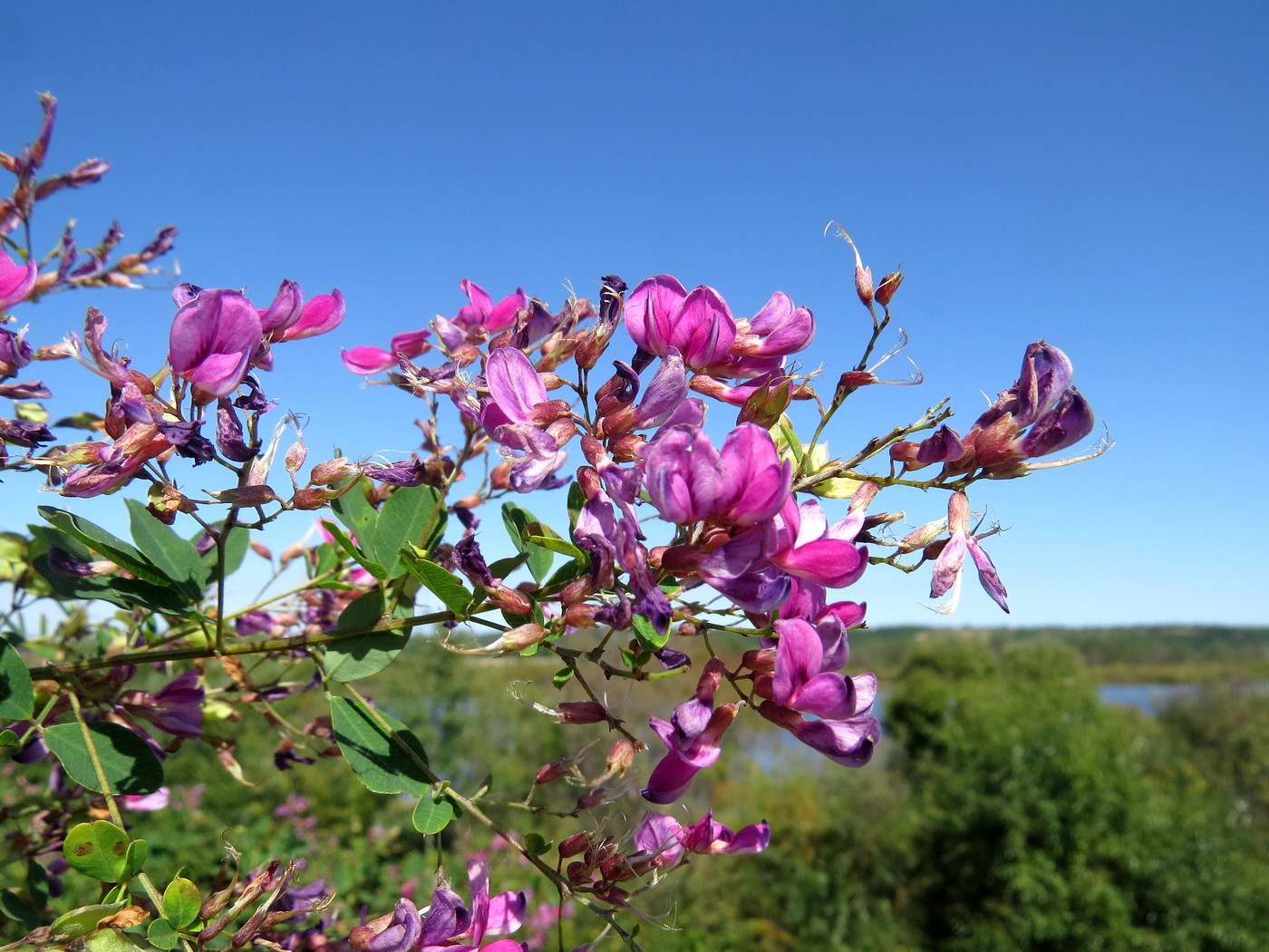 Image of Lespedeza bicolor specimen.