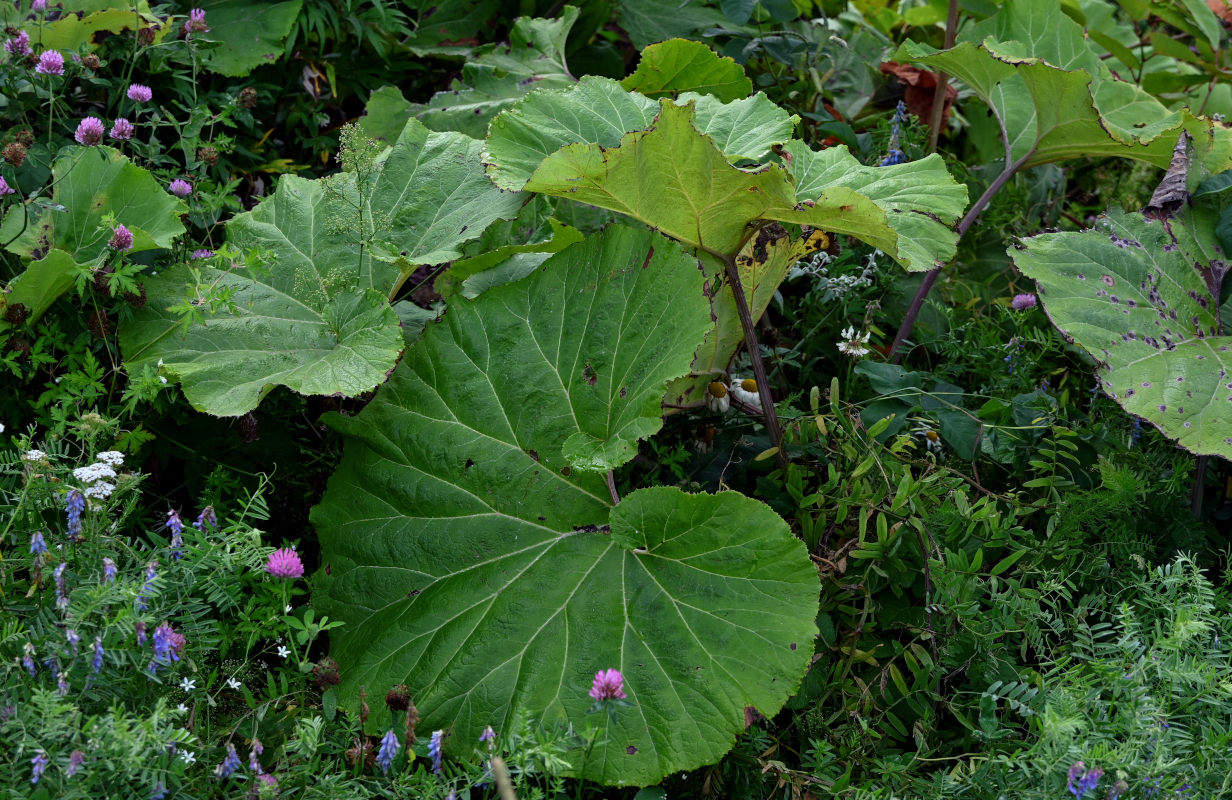 Image of Petasites amplus specimen.