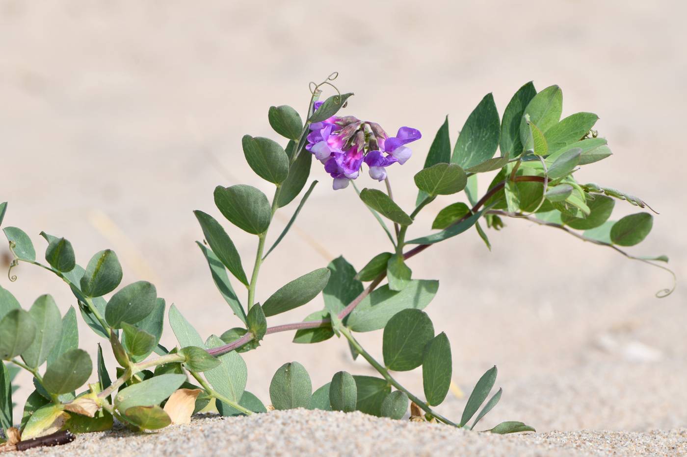 Изображение особи Lathyrus japonicus ssp. pubescens.