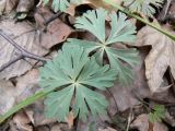 Eranthis stellata. Листья. Хабаровский край, Хабаровский р-н, 17 км Владивостокского шоссе, склон сопки выше дач, широколиственный лес. 05.05.2013.