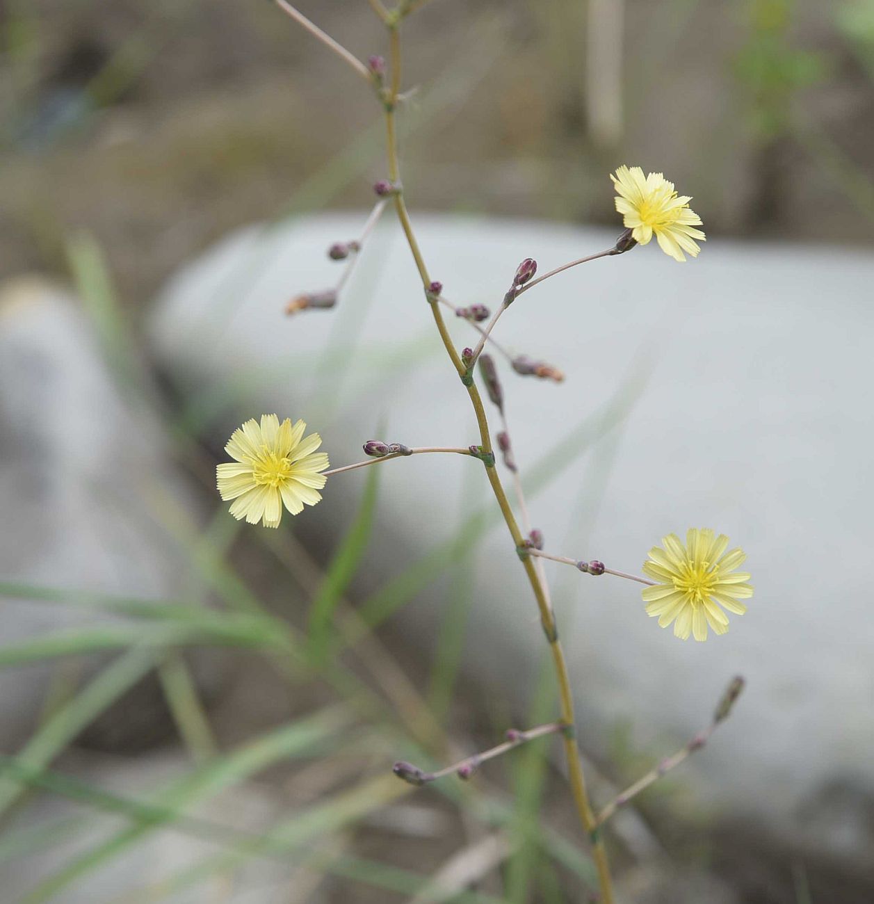 Изображение особи Lactuca serriola.