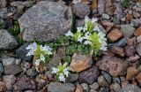 Dracocephalum heterophyllum. Цветущее растение. Киргизия, Ошская обл., Памир, Заалайский хр., долина р. Ачик-Таш, ≈ 3600 м н.у.м., осыпающийся каменистый склон. 07.07.2022.