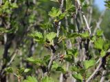 Grossularia reclinata. Часть вегетирующей ветви. Магаданская обл., окр. г. Магадан, заброшенный огород. 26.06.2023.