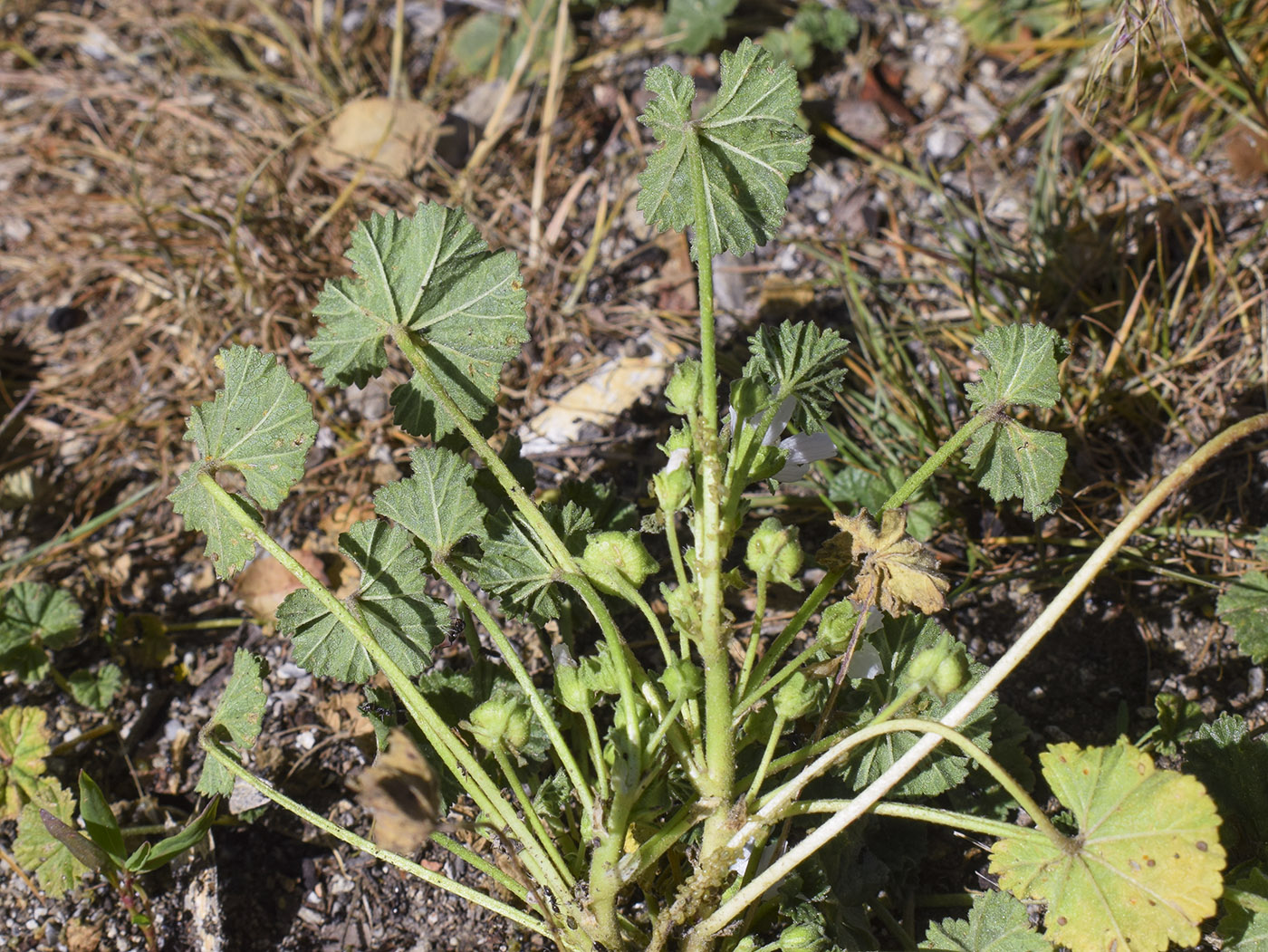 Image of Malva neglecta specimen.