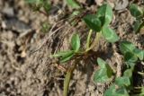 Trifolium raddeanum