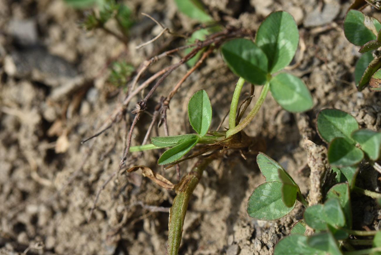 Image of Trifolium raddeanum specimen.