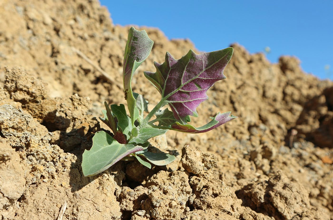 Image of genus Atriplex specimen.