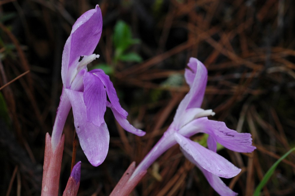 Изображение особи Roscoea tibetica.