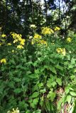 Hieracium lanceolatum. Заросли цветущих растений. Санкт-Петербург, Пушкинский р-н, г. Павловск, Павловский парк, одна особь из большого количества растений, произрастающих на склоне у дороги. 03.07.2023.