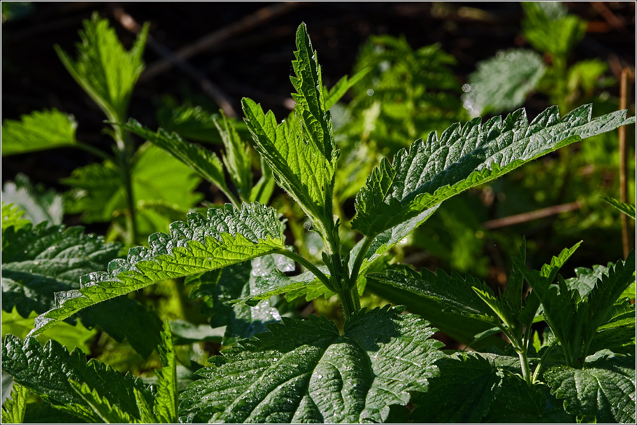 Изображение особи Urtica dioica.