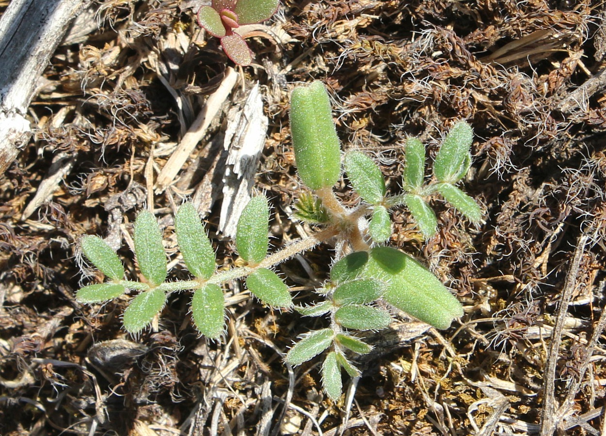 Изображение особи Tribulus terrestris.