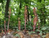 Orobanche laxissima