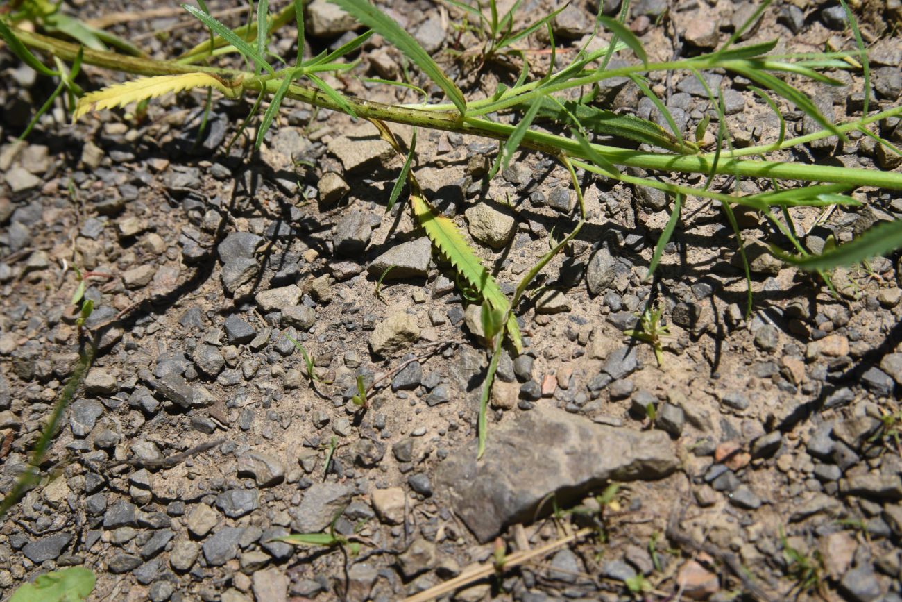 Image of Achillea ptarmicifolia specimen.