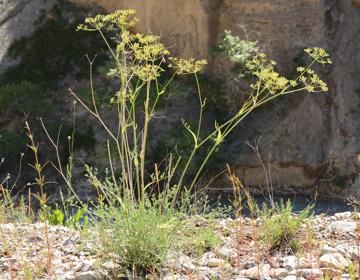 Изображение особи Ferula transiliensis.