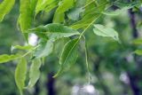 Phellodendron amurense
