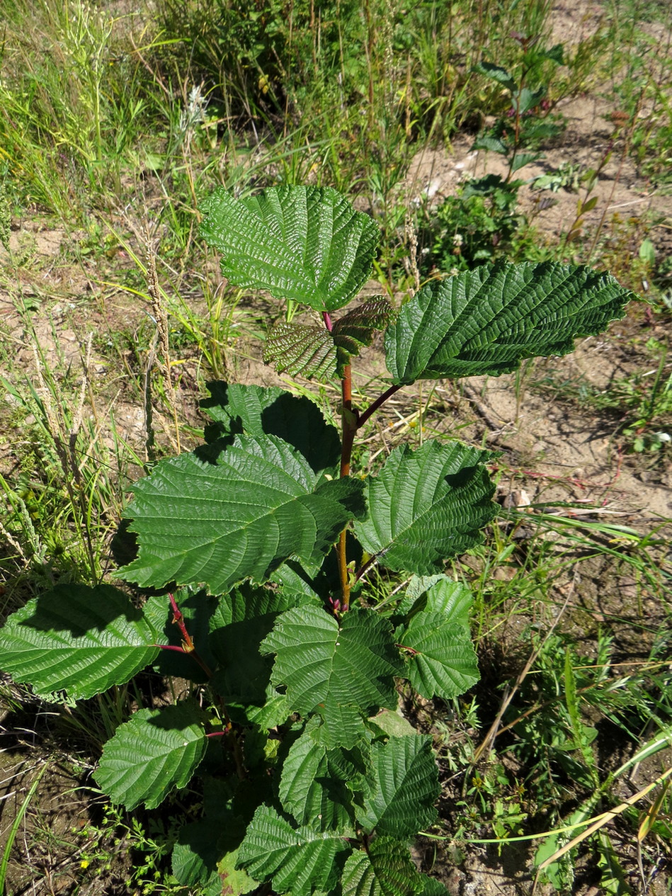 Image of Alnus hirsuta specimen.