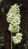 Dactylis glomerata