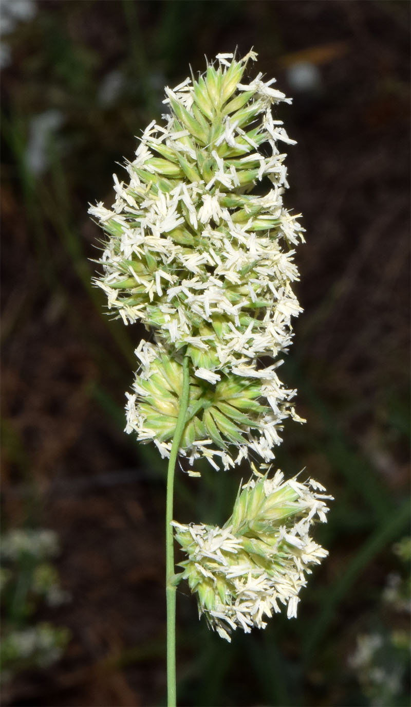 Изображение особи Dactylis glomerata.
