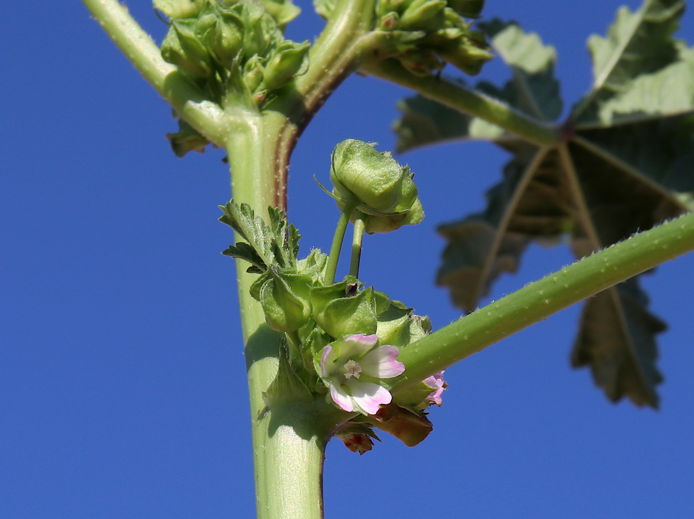 Image of Malva parviflora specimen.