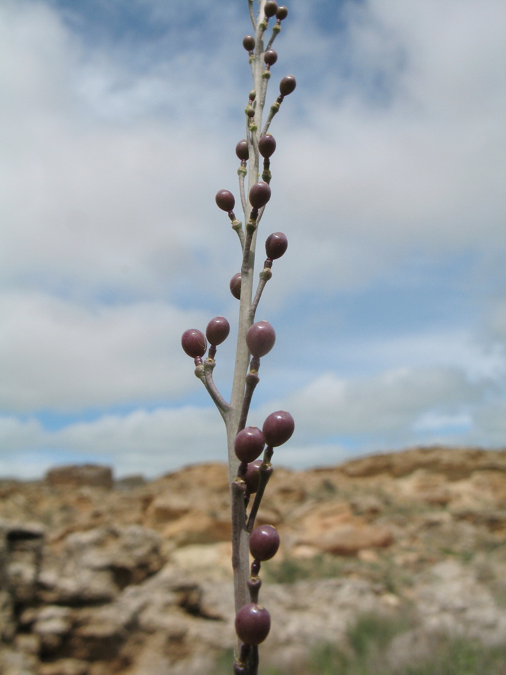 Изображение особи Crambe edentula.