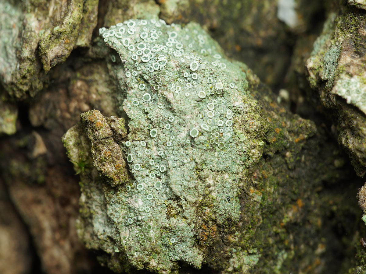 Изображение особи род Lecanora.