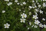 семейство Caryophyllaceae