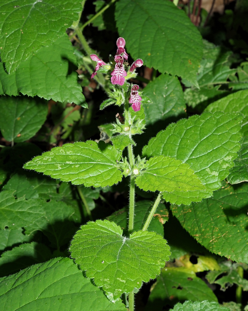 Изображение особи Stachys sylvatica.