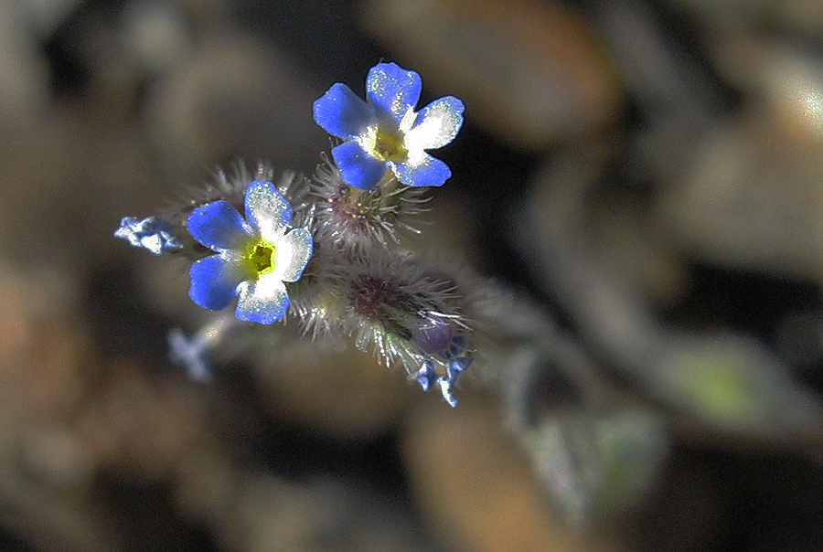 Image of Myosotis ramosissima specimen.