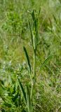 род Silene